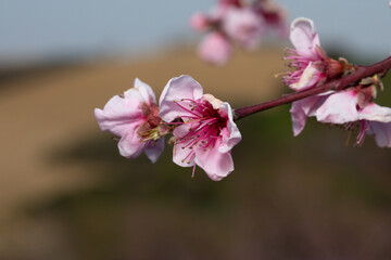 Obraz premium fiori di pesco rosa su alberi da frutto in primavera