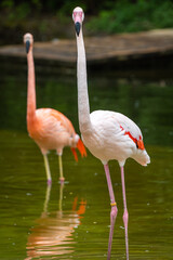 Fototapeta na wymiar Zwei Flamingos im grünen Wasser mit Blick in die Kamera, 