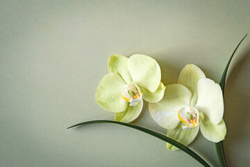 Two yellow moth orchids, floral background with copy space