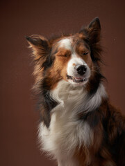 funny muzzle border collie on brown background. cool dog in photo studio