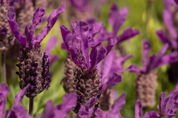 fiori di Lavandula stoechas, lavanda selvatica nel prato del giardino a primavera