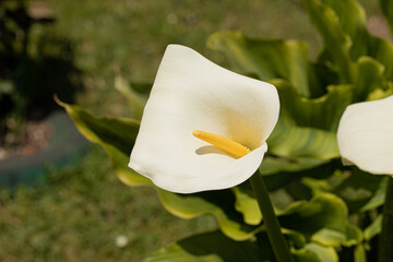 fiori di calla bianchi nel prato del giardino a primavera