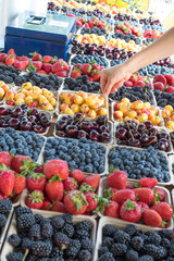 Local Grown Organic Fresh Berries and Cherries at Farmers Market with Woman's hand