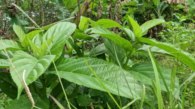 The hairy fig plant has green leaves, stems and twigs, the entire surface has white fine hairs