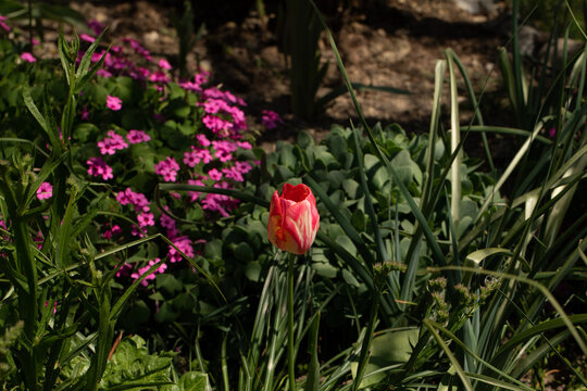 tulipani rossi e bianchi nel prato del giardino a primavera