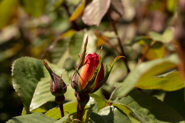 rose rosse e rosa nel giardino del campo a primavera