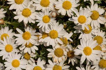 fiori di camomilla appena fioriti nel prato del giardino a primavera