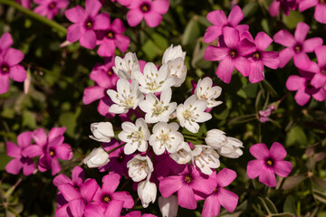 piccoli fiori bianchi e fucsia appena sbocciati nel prato del giardino a primavera