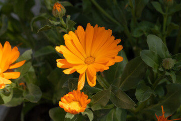 margherite arancioni nel prato del giardino a primavera