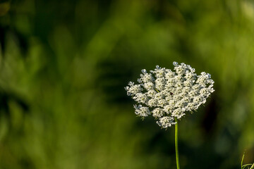 Beautiful Queen Anne's loace wild carrot flower at the Ravine