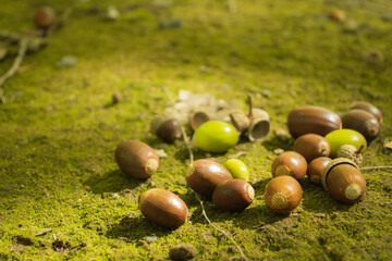 森のどんぐり © Hayato