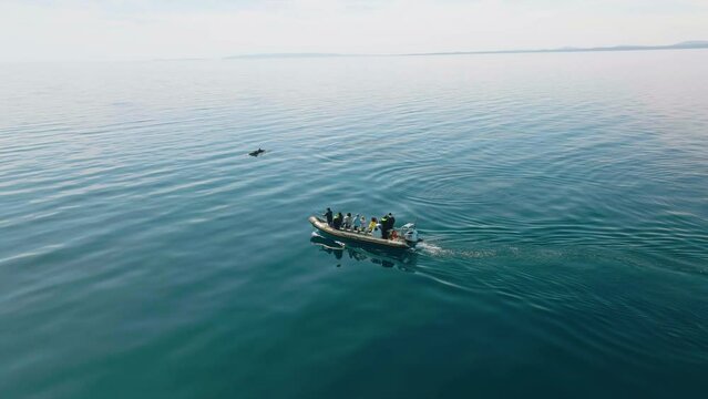 Boat Passengers Watching Dolphins In The Adriatic Sea, Losinj Island, Croatia. aerial