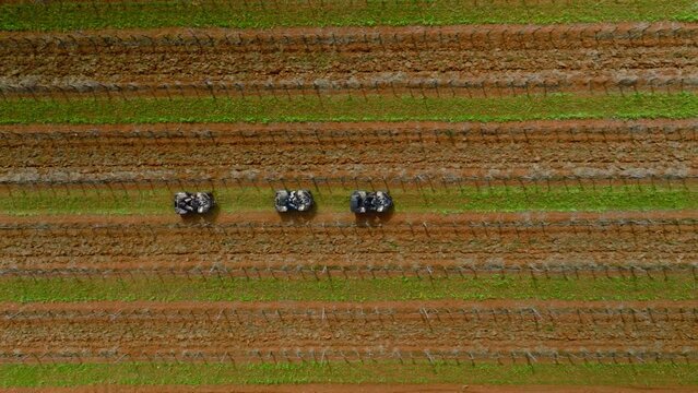 Top View Of Three Quad Bikes Driving Through Narrow Row Of Vineyards In Istria, Croatia. - aerial