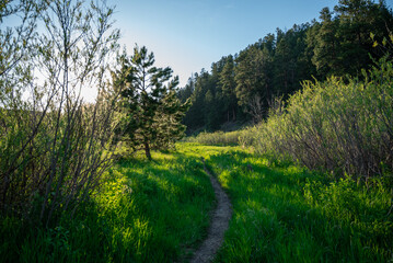 landscape with grass and sky