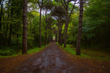 Fototapeta na wymiar Road in the forest at autumn. Pine forest with wet road.