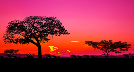 safari panoramic view, tree silhouette in africa with sunset, sunset dark trees on open field , amazing safari theme.