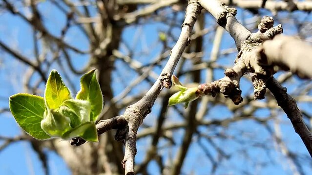 Green young buds grow on a branch that sways in the wind, against the sky