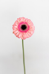 Pink gerbera isolated on white background