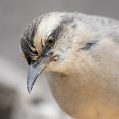 The portrait of the thrush