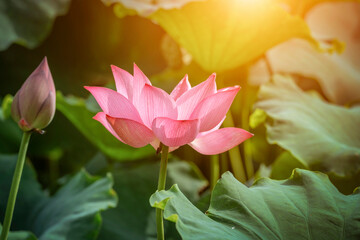 lotus flower blossom in the summer - 501964432