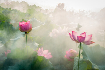 lotus flower blossom in the summer - 501964440