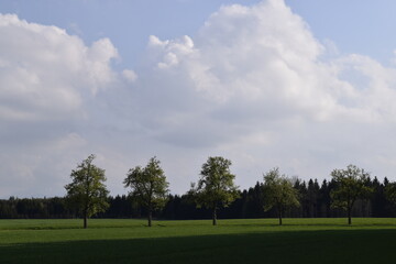 Obraz premium Five trees in the green landscape