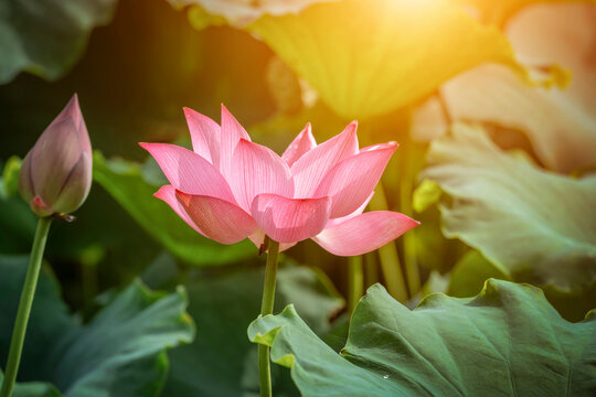 lotus flower blossom in the summer