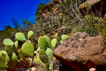cactus in desert