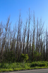 large dry eucalyptus plantation