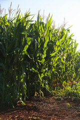 big corn plantation
