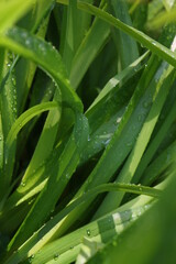 Clear raindrops on fresh green leaves after the rain, the sun shines in the morning.