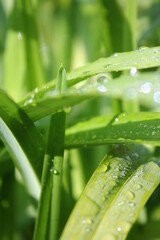 Clear raindrops on fresh green leaves after the rain, the sun shines in the morning.