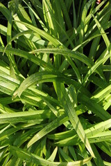 Clear raindrops on fresh green leaves after the rain, the sun shines in the morning.