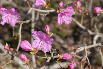 Spring pink flowers of the purple rose, ledum, one of the first blooming in early spring.