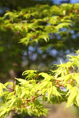 Leaves of a small, light green maple with a blurred background.