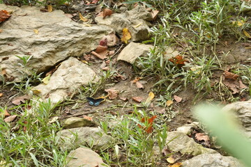 butterfly on grounds