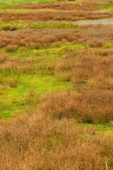 Fototapeta na wymiar field of colorful grass