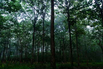 Forest in the morning