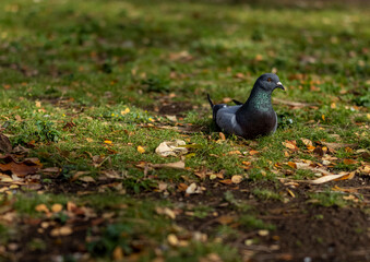 Pigeon Resting on a Grass Lawn.