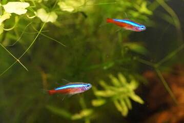 熱帯魚水槽　カージナルテトラ