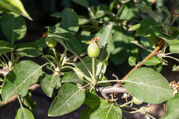 Small apple fruit grows on an apple tree branch after flower pollination
