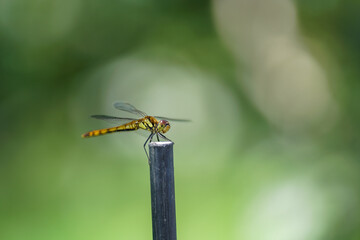 ナツアカネ(トンボ)