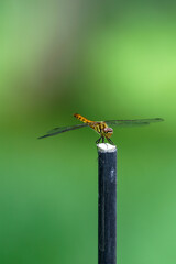 ナツアカネ(トンボ)