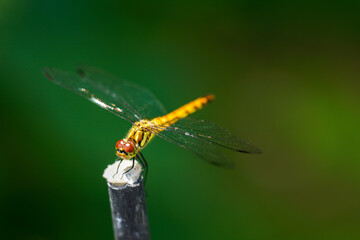 ナツアカネ(トンボ) © kuri2000