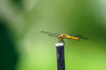 ナツアカネ(トンボ) © kuri2000