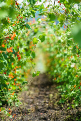 高原花豆畑のトンネル