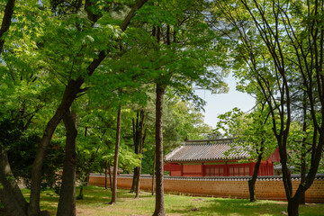 Summer of Jongmyo Shrine in Seoul, Korea