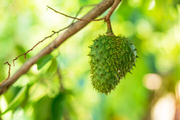 Soursop fruit Annona muricata L. Fruit shaped like durian.