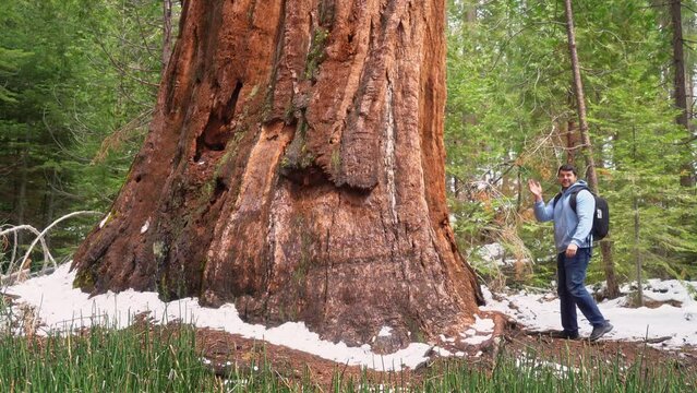 Man walking into large Sequoia tree at Mariposa Grove.