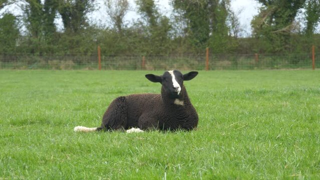 Lone Zwartbles Sheep Eating Grass At Castleview Open Farm In Laois, Ireland. - close up